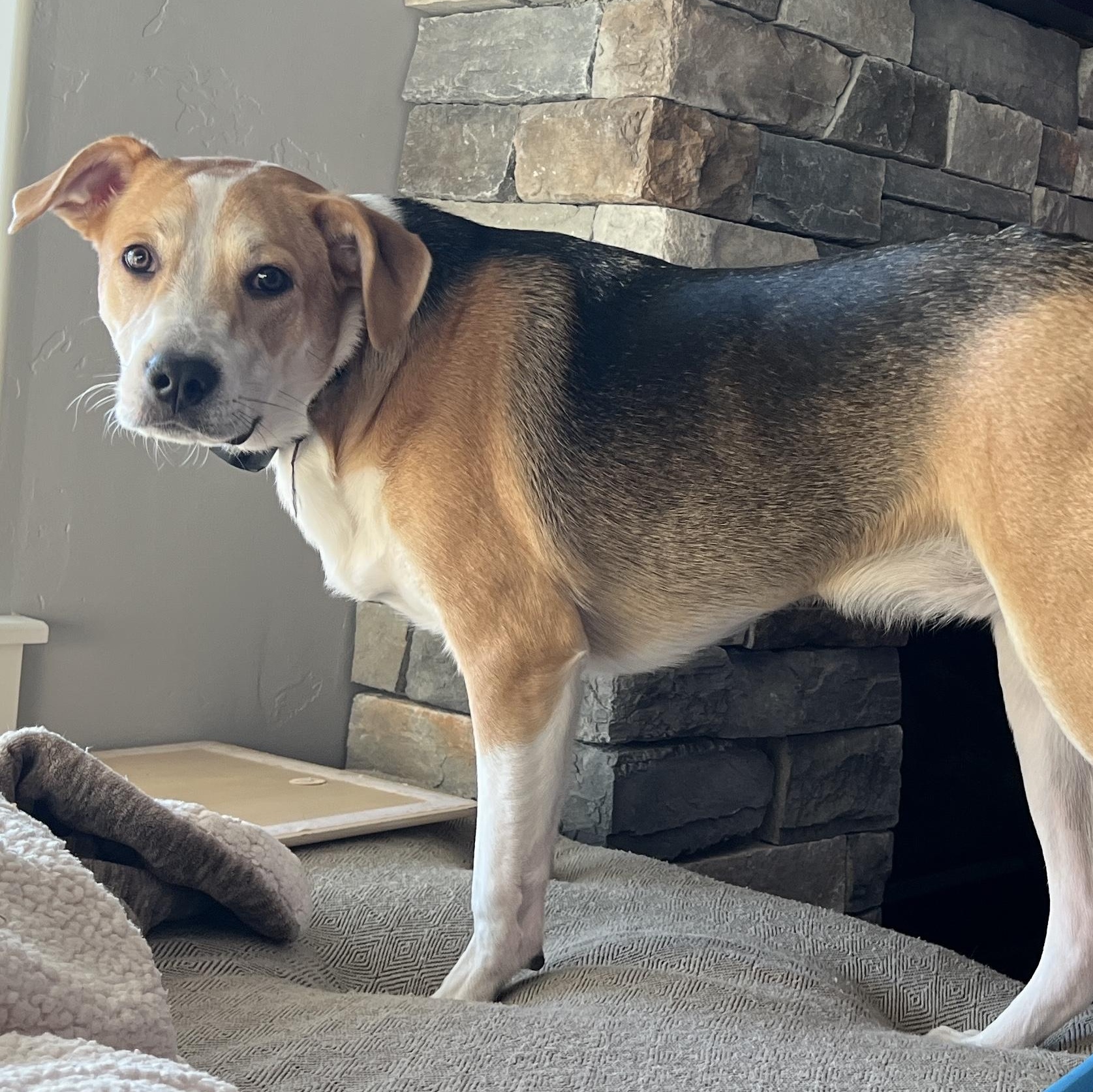 Ferb, a Adoptable mixed breed in Kelso , WA image 1/4