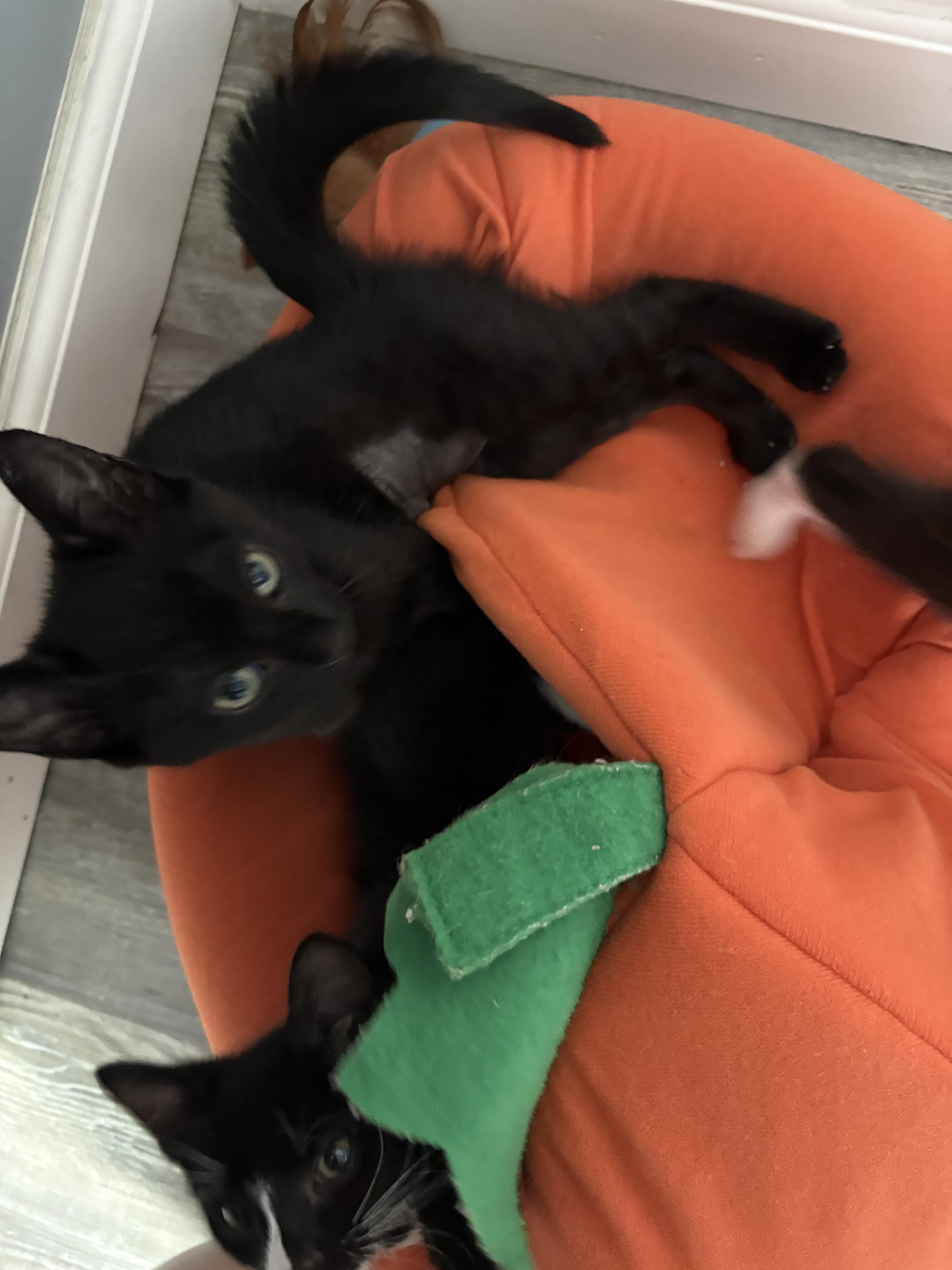 Enlarge Spooky, an adopted Domestic Short Hair in Spring Hill, FL image 2/3