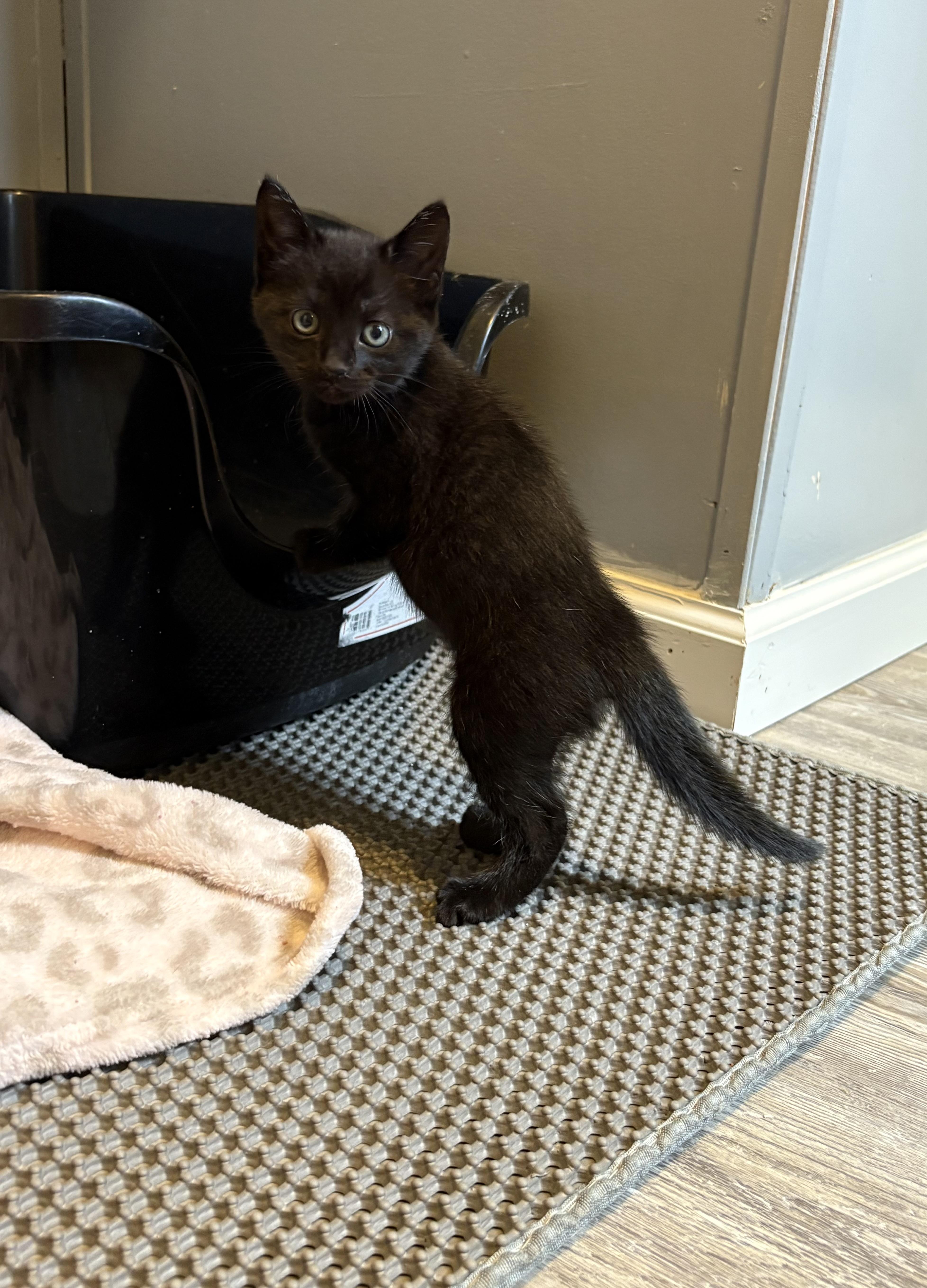 Enlarge Spooky, an adopted Domestic Short Hair in Spring Hill, FL image 3/3
