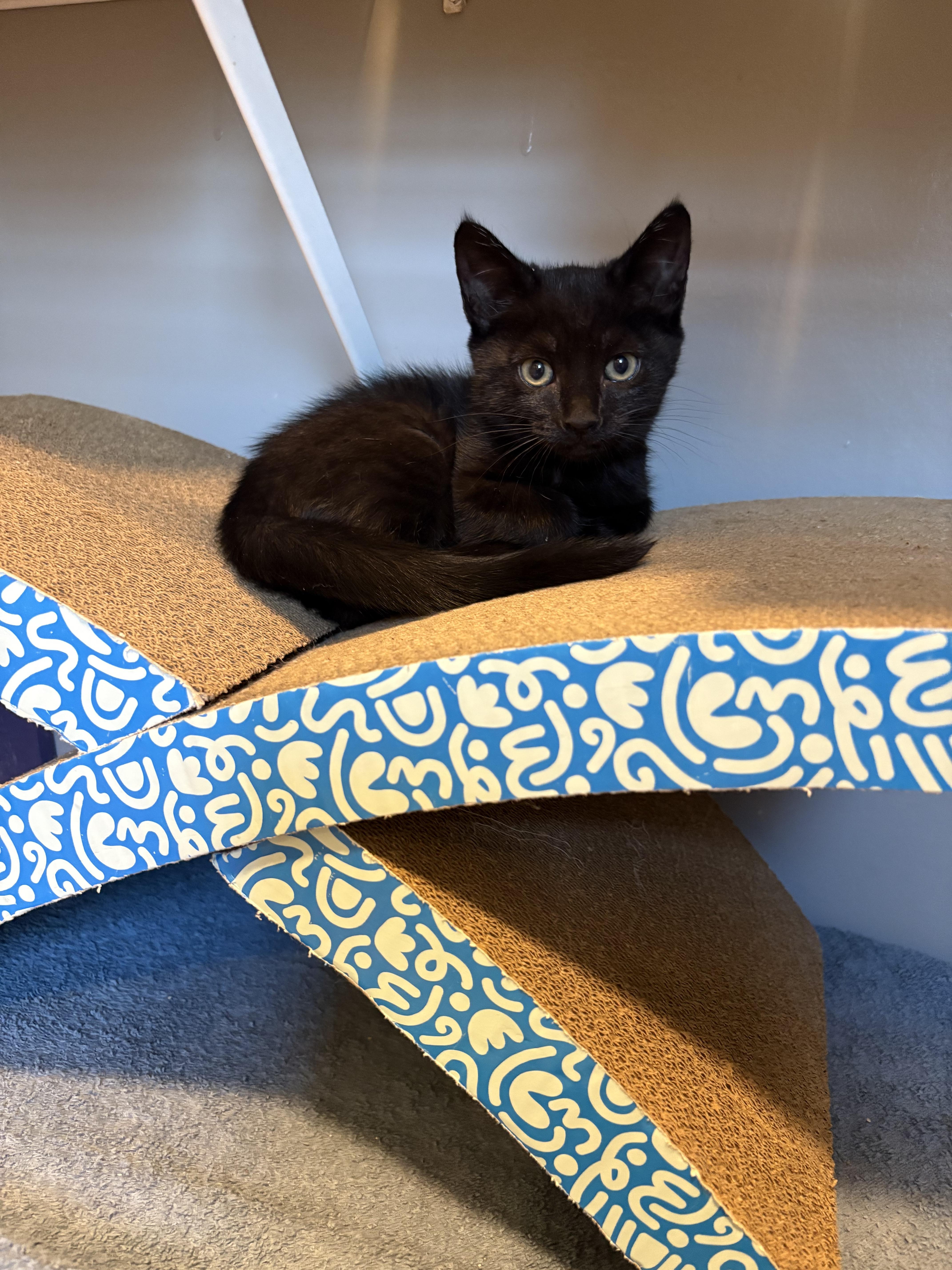 Enlarge Spooky, an adopted Domestic Short Hair in Spring Hill, FL image 1/3
