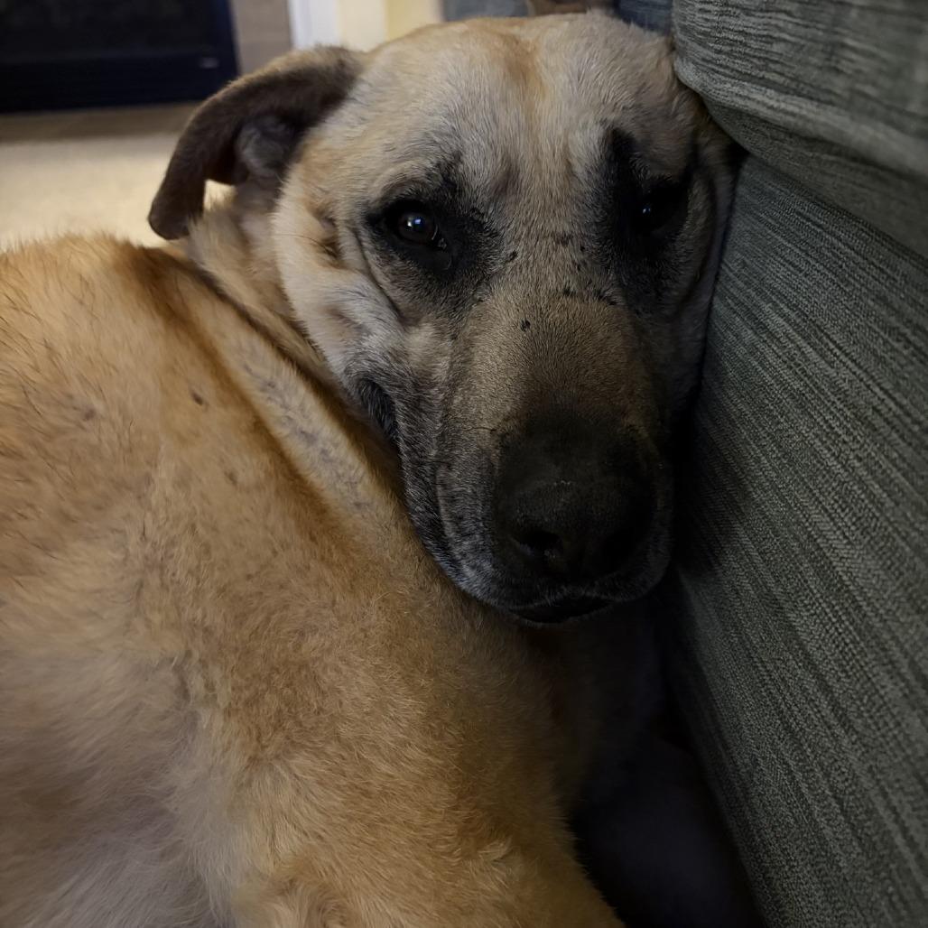 Enlarge Salsa, a Adoptable mixed breed in Delaware, OH image 1/6