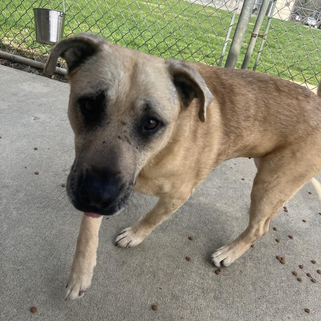 Salsa, a Adoptable mixed breed in Delaware, OH image 2/6