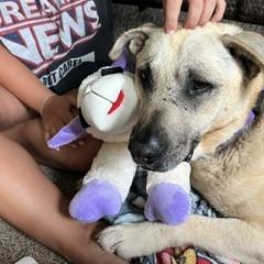 Salsa, a Adoptable mixed breed in Delaware, OH image 3/6