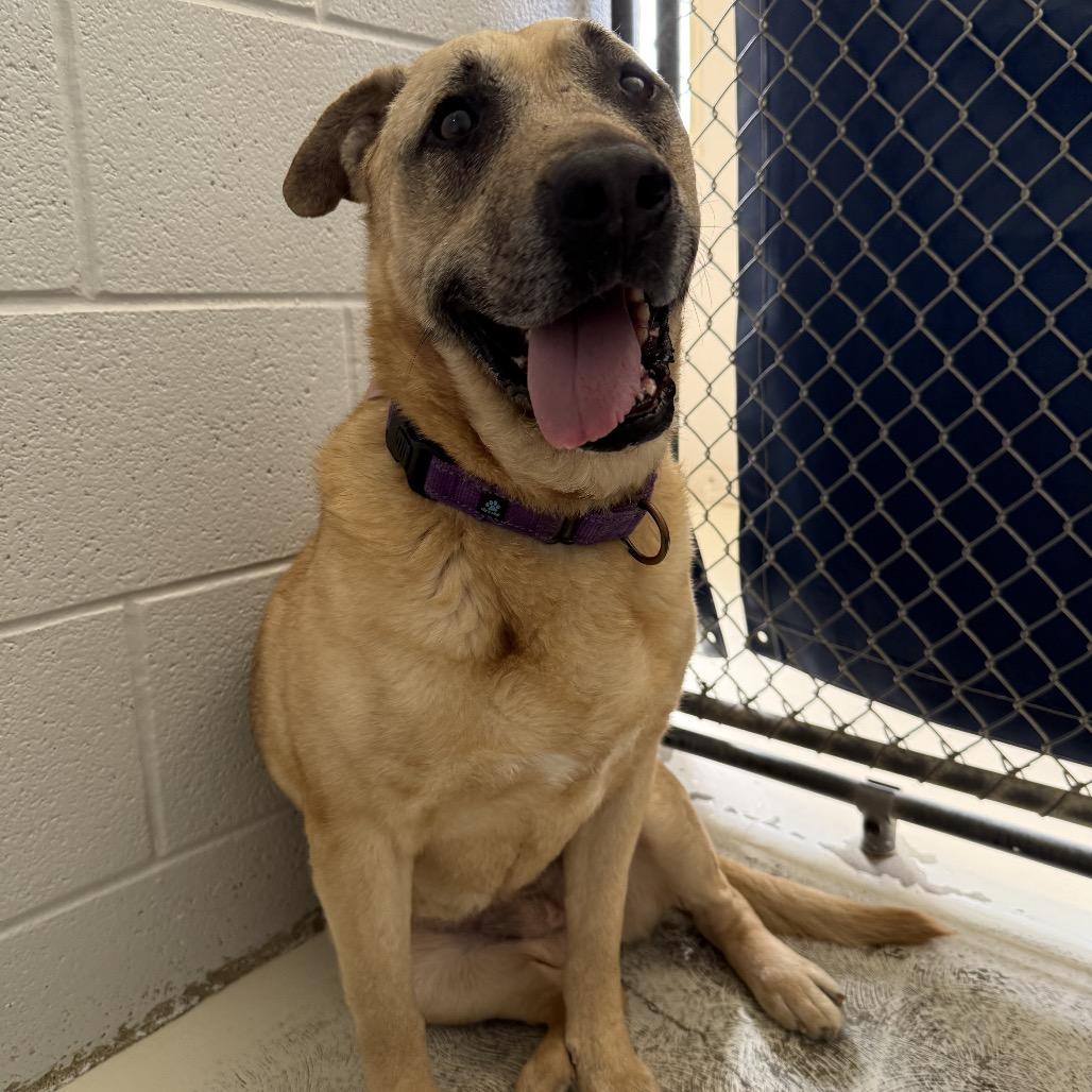 Enlarge Salsa, a Adoptable mixed breed in Delaware, OH image 2/6