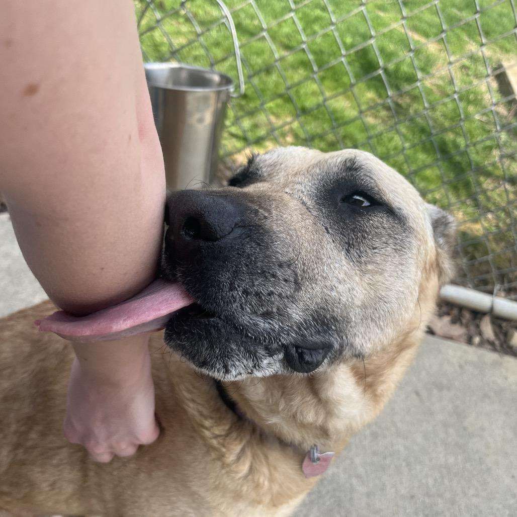 Salsa, a Adoptable mixed breed in Delaware, OH image 4/6
