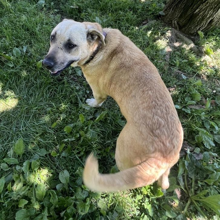 Enlarge Salsa, a Adoptable mixed breed in Delaware, OH image 2/6