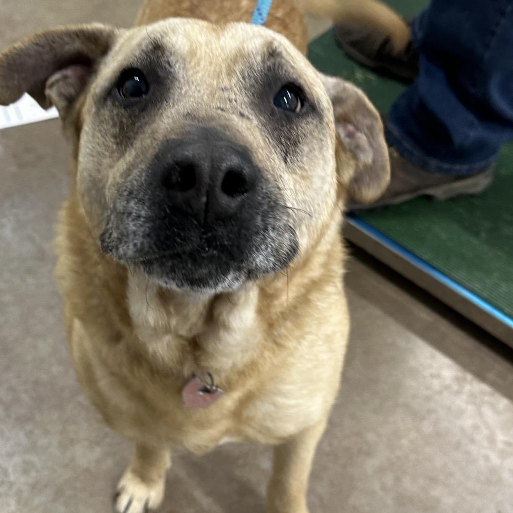 Enlarge Salsa, a Adoptable mixed breed in Delaware, OH image 3/6