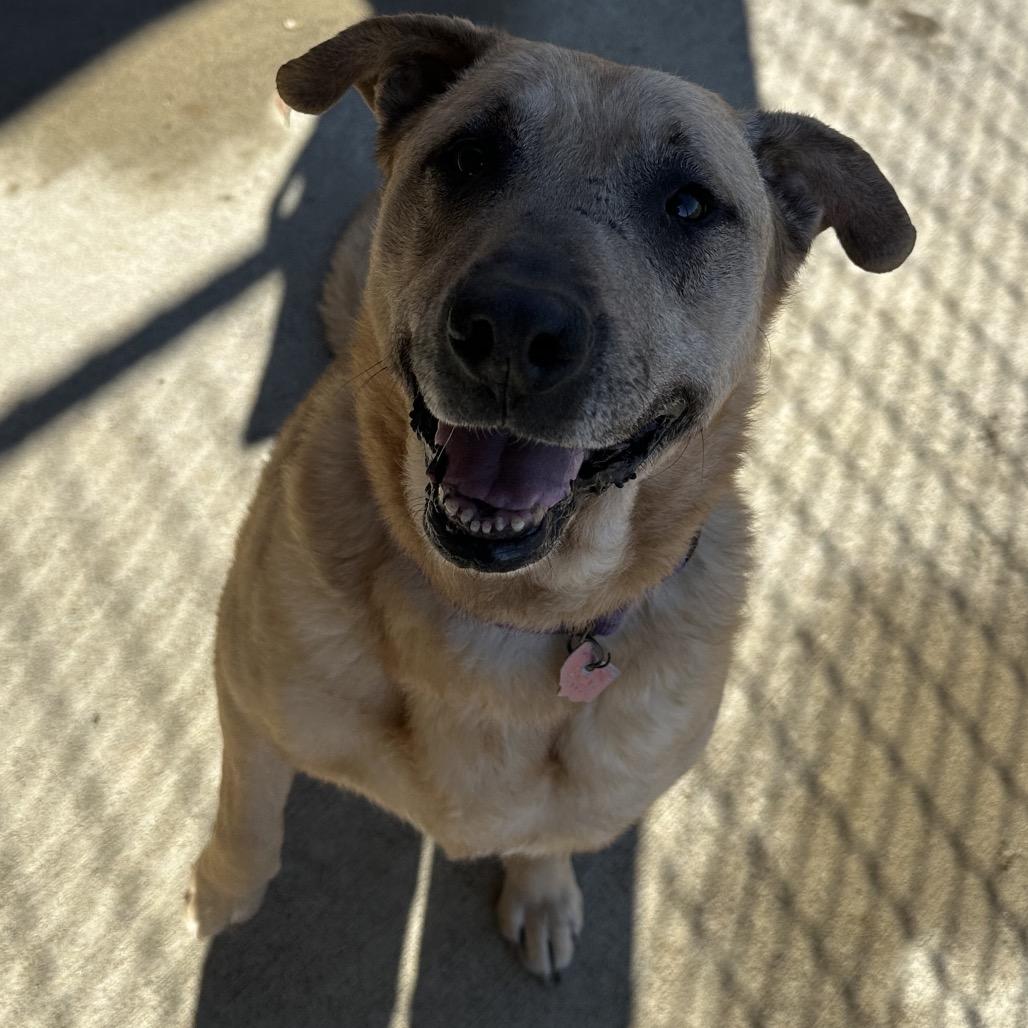 Enlarge Salsa, a Adoptable mixed breed in Delaware, OH image 4/6