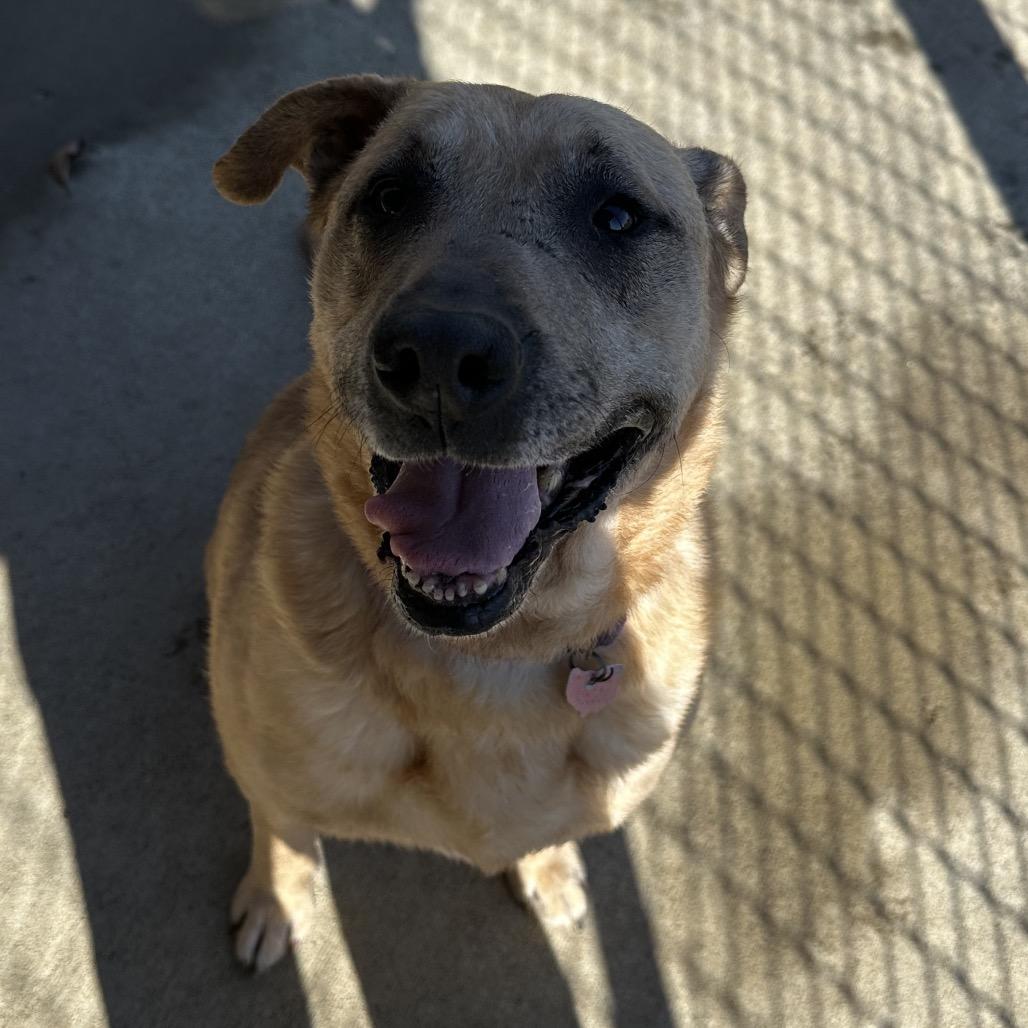 Enlarge Salsa, a Adoptable mixed breed in Delaware, OH image 5/6