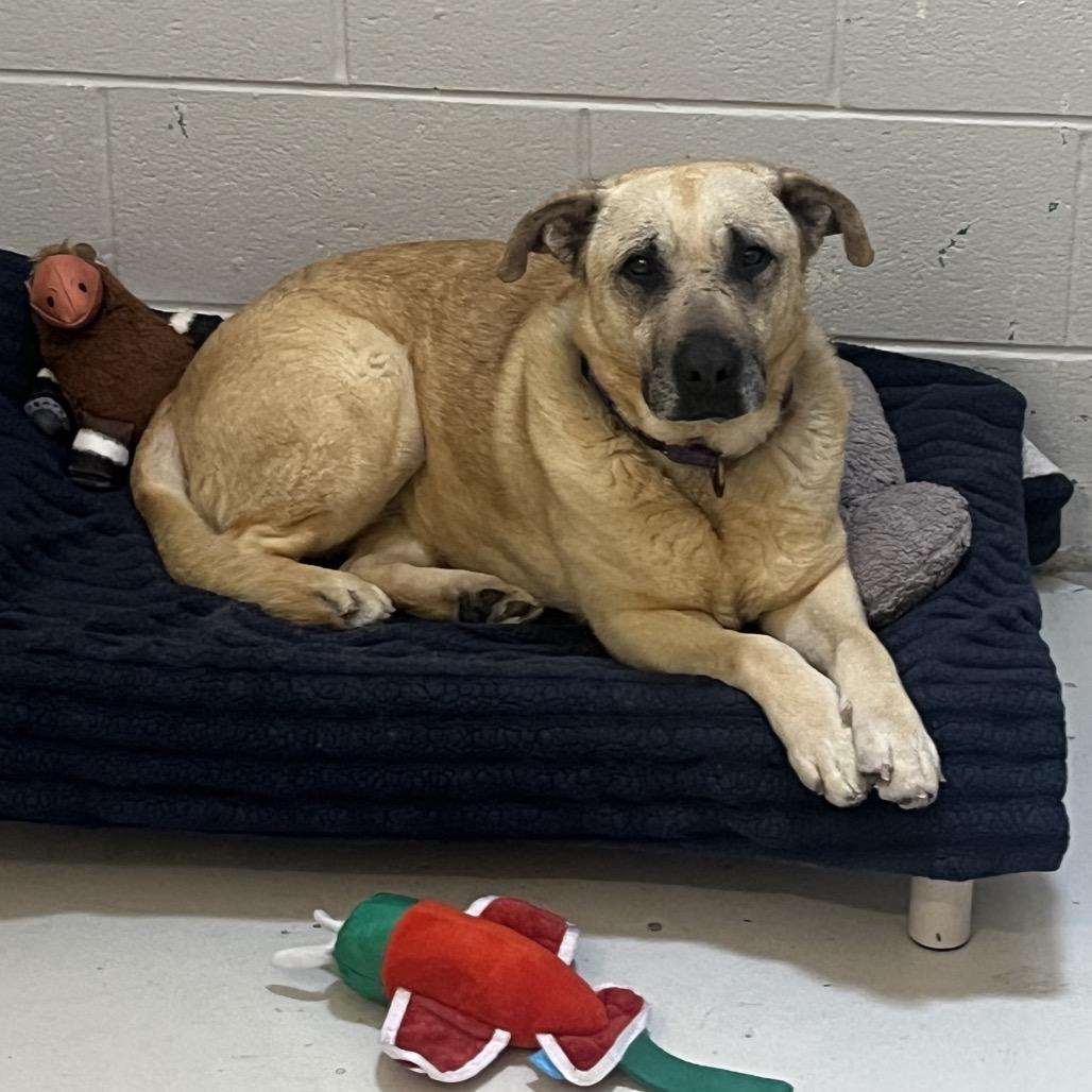 Salsa, a Adoptable mixed breed in Delaware, OH image 5/6