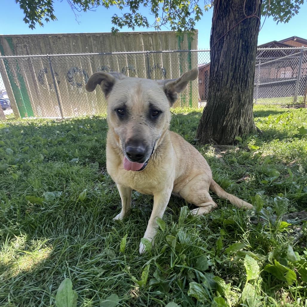 Salsa, a Adoptable mixed breed in Delaware, OH image 6/6
