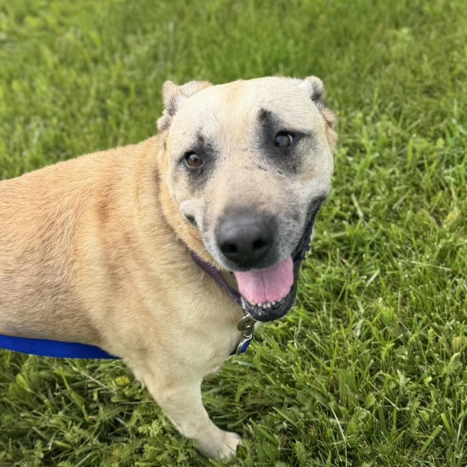 Enlarge Salsa, a Adoptable mixed breed in Delaware, OH image 6/6