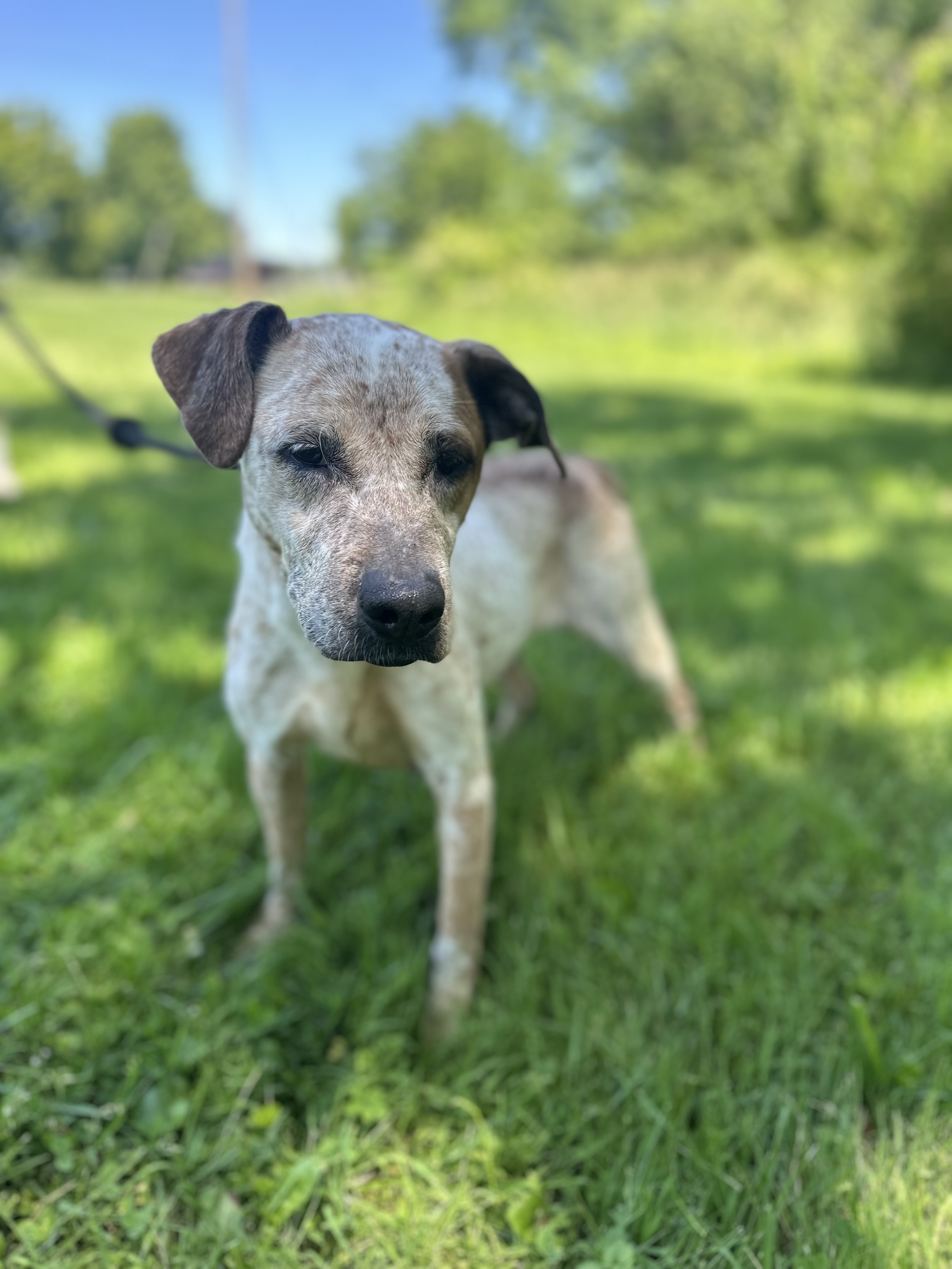 Dog for adoption Roxie an Australian Cattle Dog / Blue Heeler in Dog for adoption Roxie an Australian Cattle Dog / Blue Heeler in