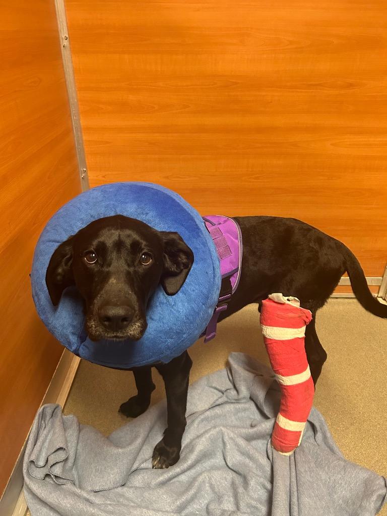 Max #A2752146, Adopted, Young Male Labrador Retriever & Great Dane.