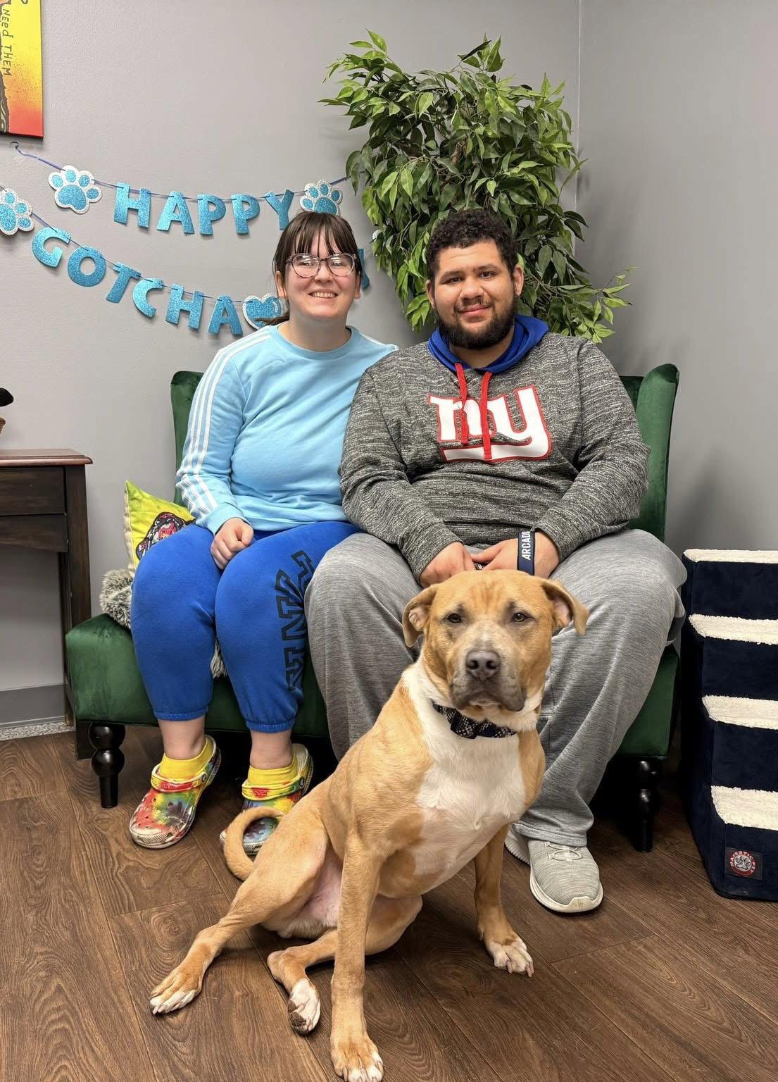 Hermes, a Adopted American Staffordshire Terrier in Tonawanda, NY image 3/3