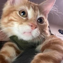 MacKinley, Adopted, Kitten Female Domestic Medium Hair.