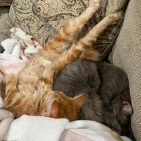 Enlarge MacKinley, a Adopted Domestic Medium Hair in MANASSAS, VA image 2/6