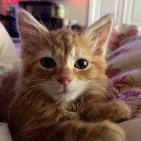 Enlarge MacKinley, a Adopted Domestic Medium Hair in MANASSAS, VA image 3/6