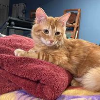 Enlarge MacKinley, a Adopted Domestic Medium Hair in MANASSAS, VA image 4/6