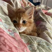 Enlarge MacKinley, a Adopted Domestic Medium Hair in MANASSAS, VA image 5/6