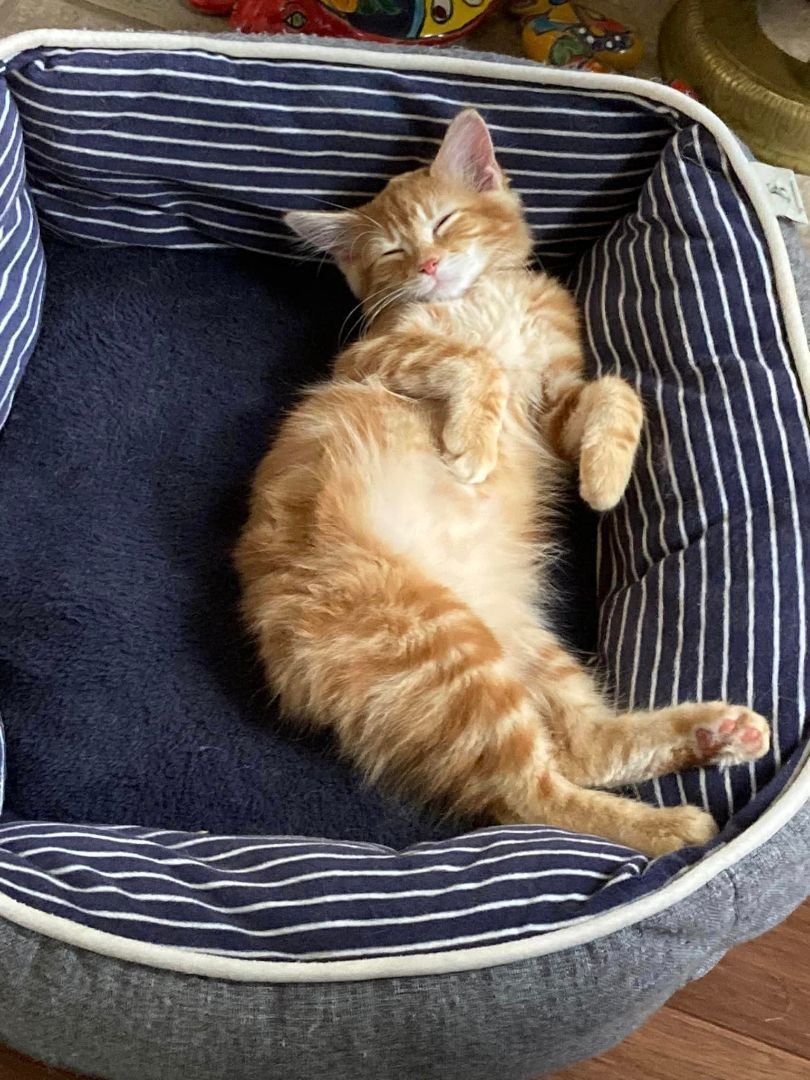 Enlarge MacKinley, a Adopted Domestic Medium Hair in MANASSAS, VA image 6/6