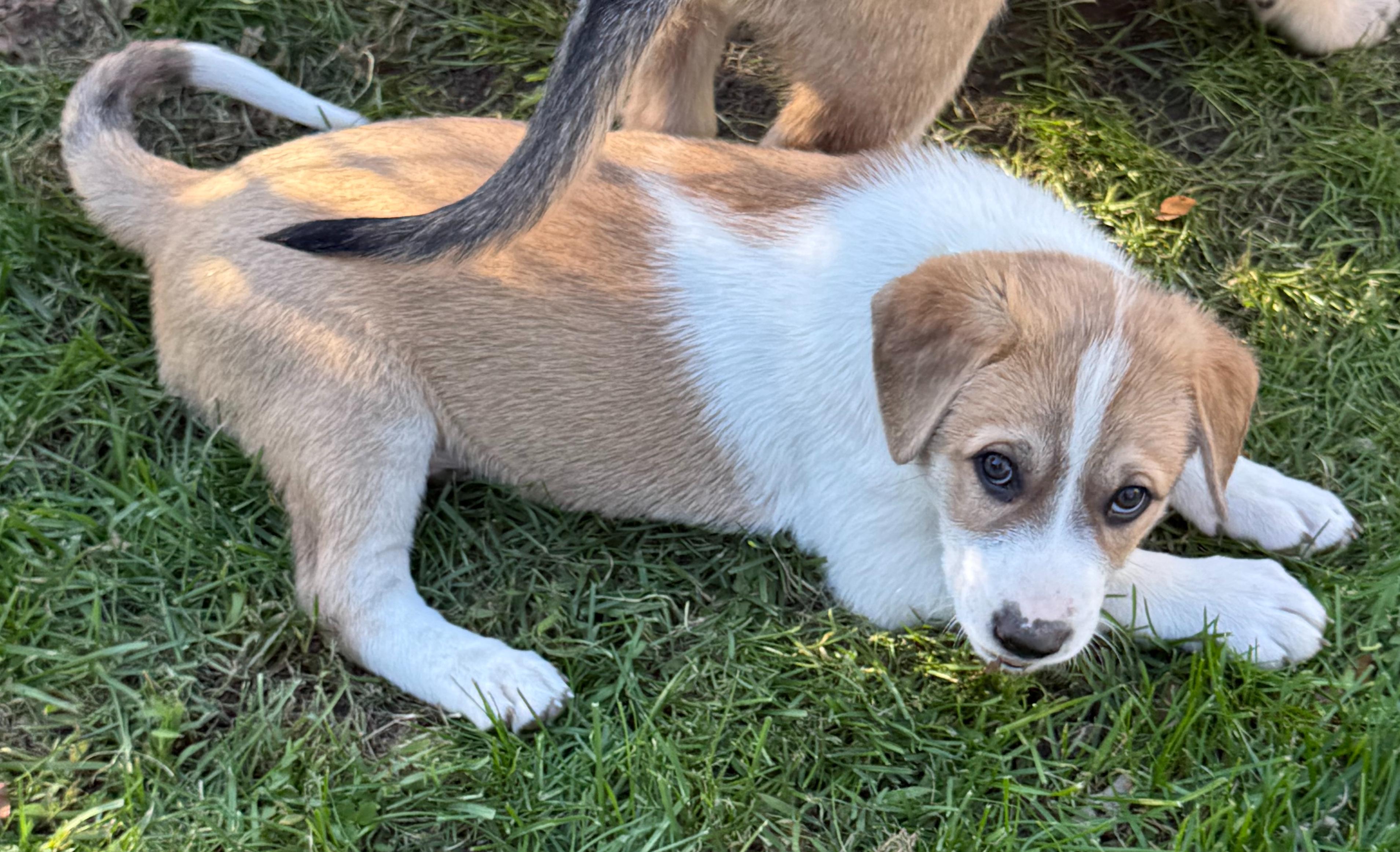 Snickerdoodle (F), Adoptable, Puppy Female Labrador Retriever & Great Pyrenees.