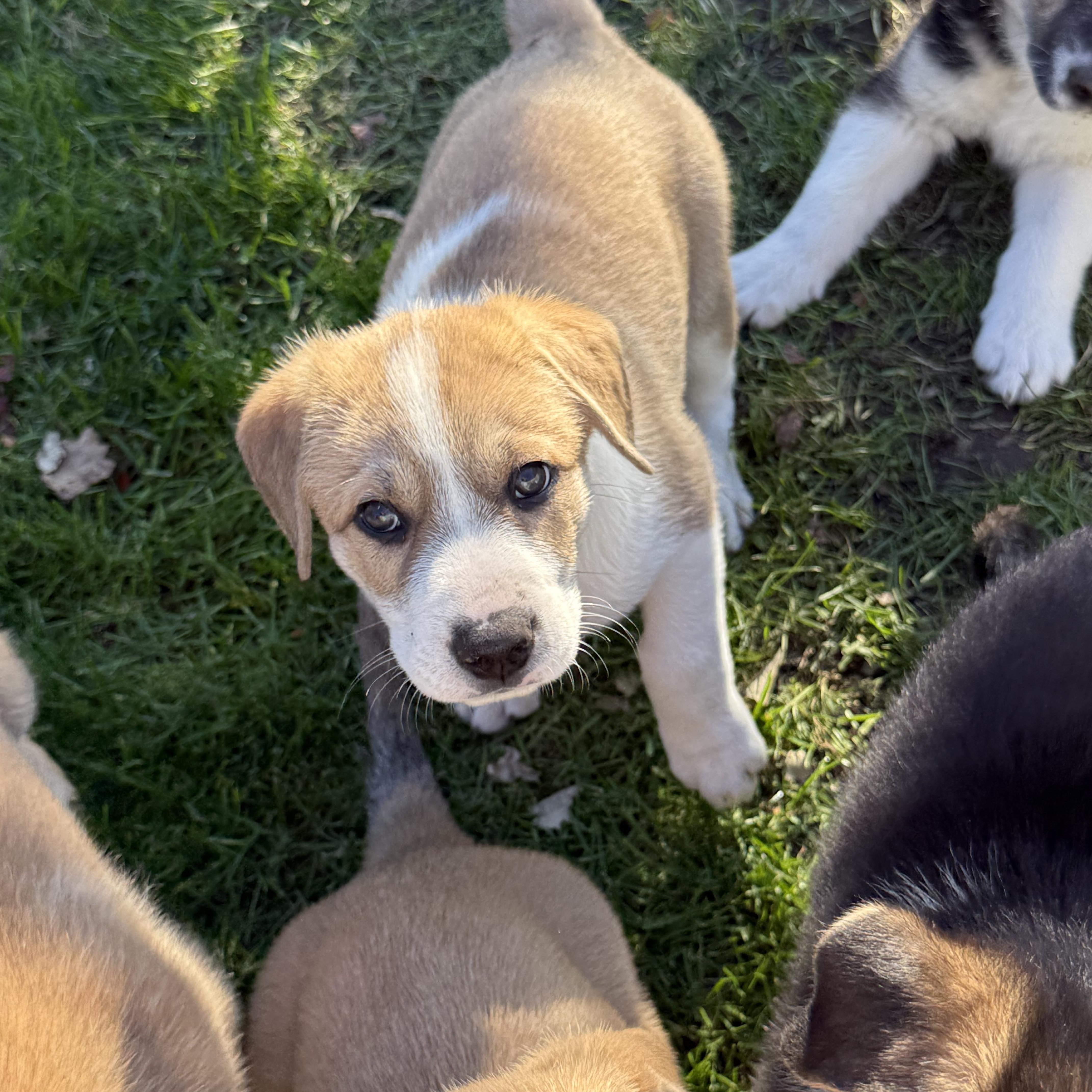 Enlarge Snickerdoodle (F), a Adoptable mixed breed in Sun Prairie, WI image 3/4