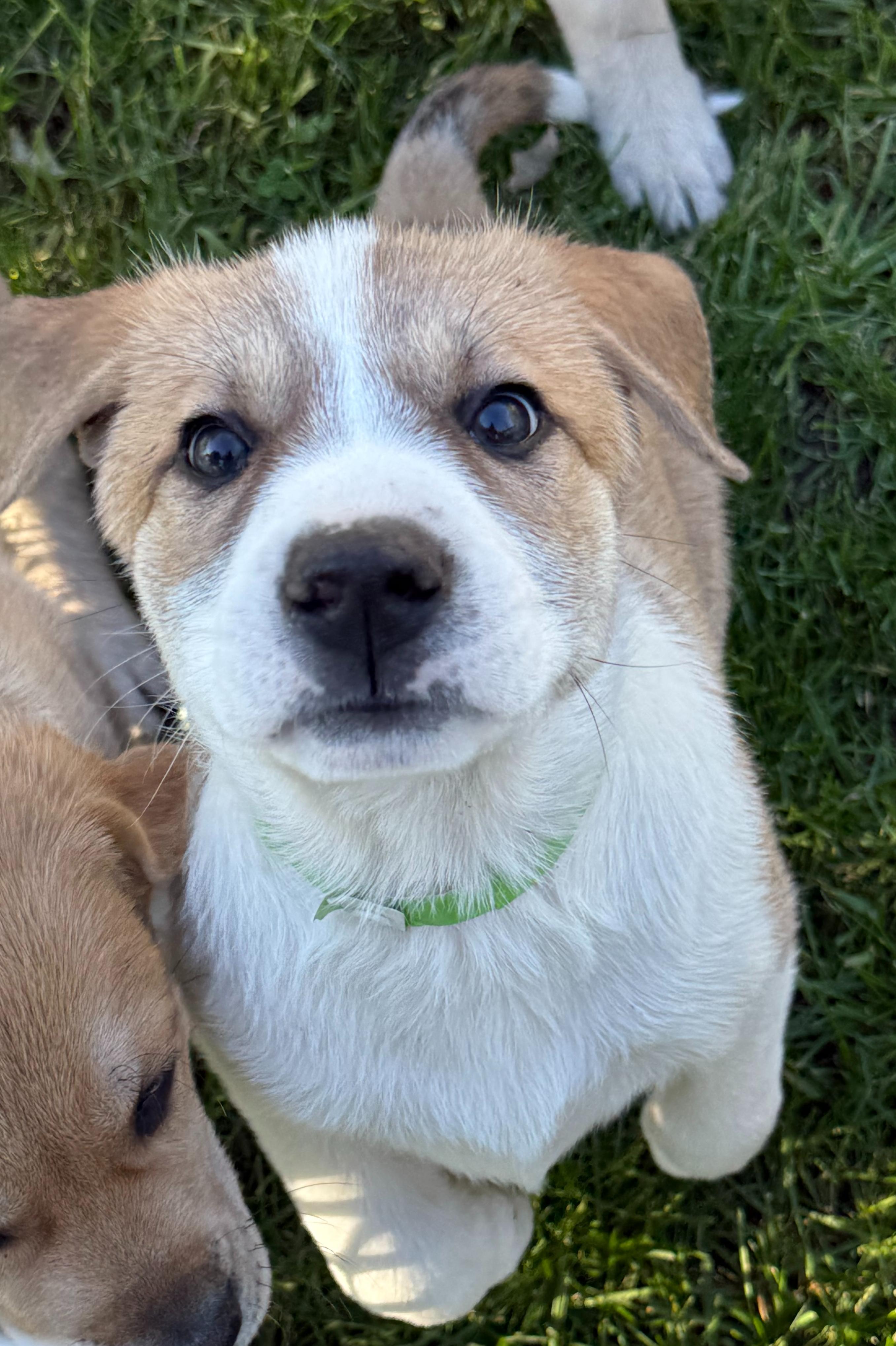 Enlarge Snickerdoodle (F), a Adoptable mixed breed in Sun Prairie, WI image 2/4