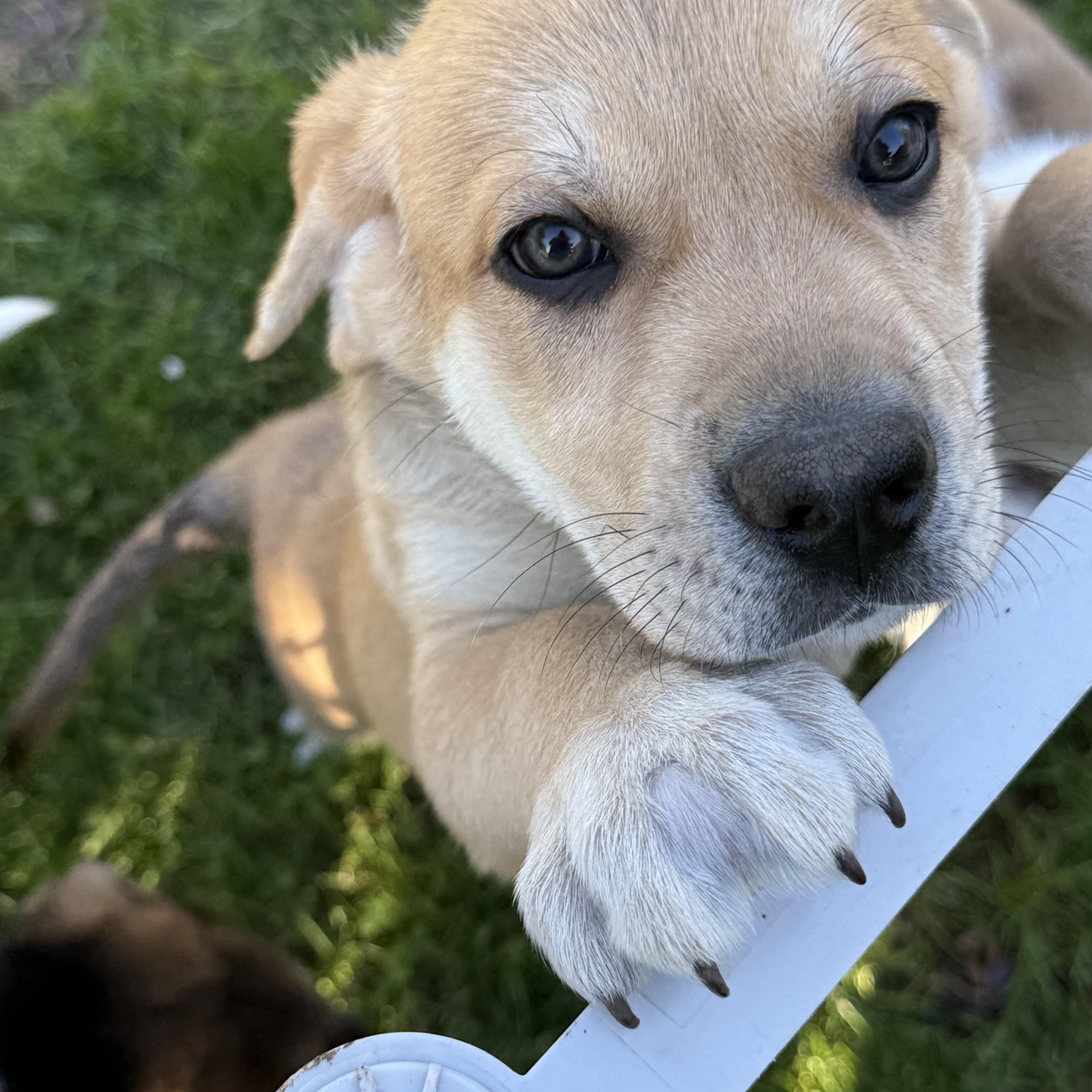 Enlarge Snickerdoodle (F), a Adoptable mixed breed in Sun Prairie, WI image 4/4