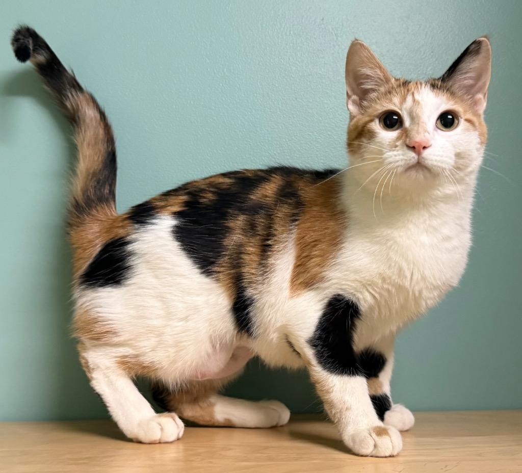 Enlarge Calli, a ADOPTABLE Calico in Amery, WI image 3/3