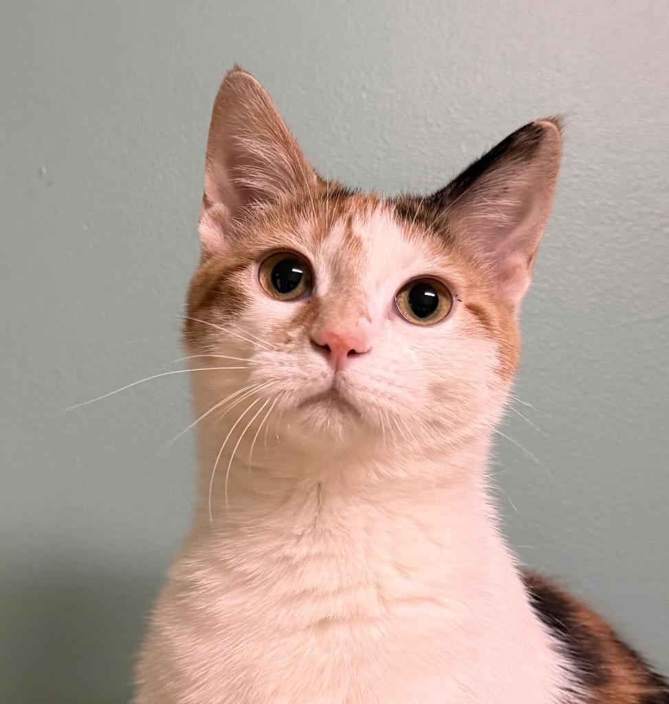 Enlarge Calli, a ADOPTABLE Calico in Amery, WI image 1/3
