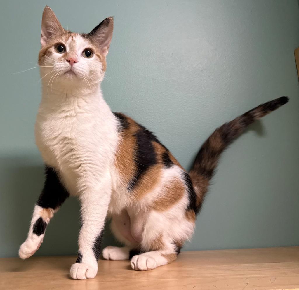 Enlarge Calli, a ADOPTABLE Calico in Amery, WI image 2/3