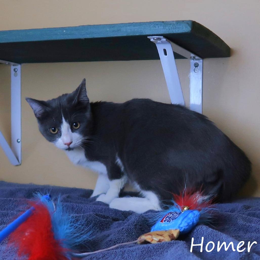 Enlarge Homer, a Adoptable Domestic Short Hair in Yucaipa, CA image 1/6