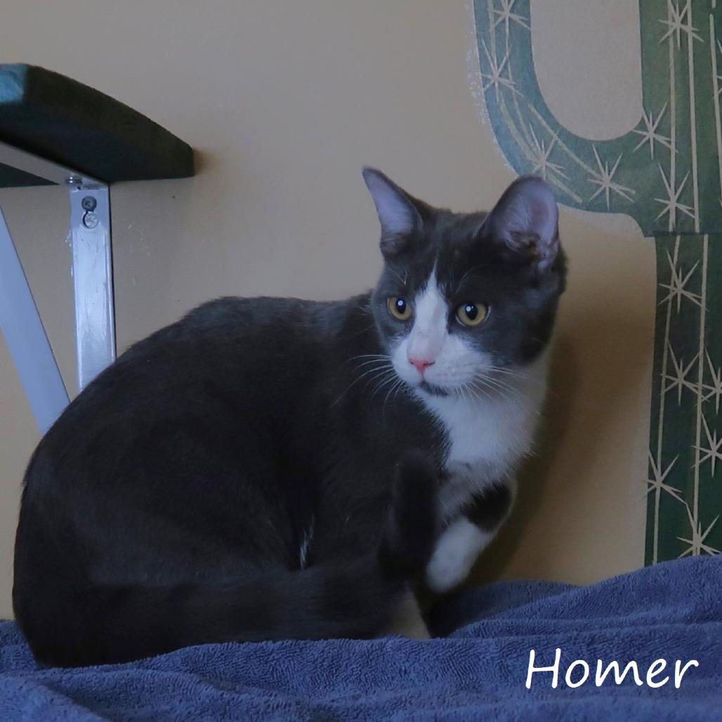 Enlarge Homer, a Adoptable Domestic Short Hair in Yucaipa, CA image 2/6