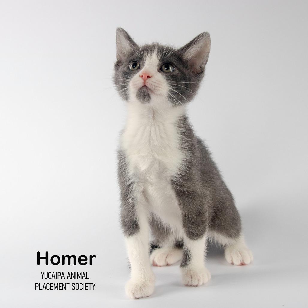 Enlarge Homer, a Adoptable Domestic Short Hair in Yucaipa, CA image 3/6