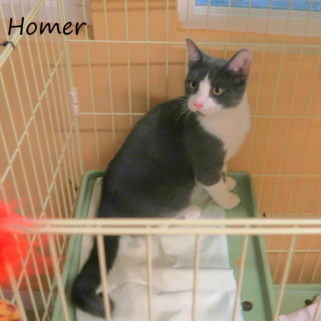 Enlarge Homer, a Adoptable Domestic Short Hair in Yucaipa, CA image 4/6