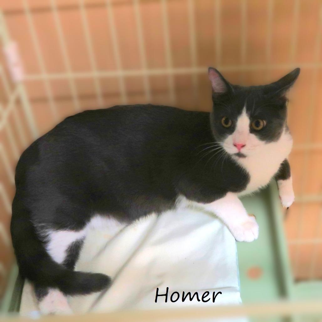 Enlarge Homer, a Adoptable Domestic Short Hair in Yucaipa, CA image 5/6