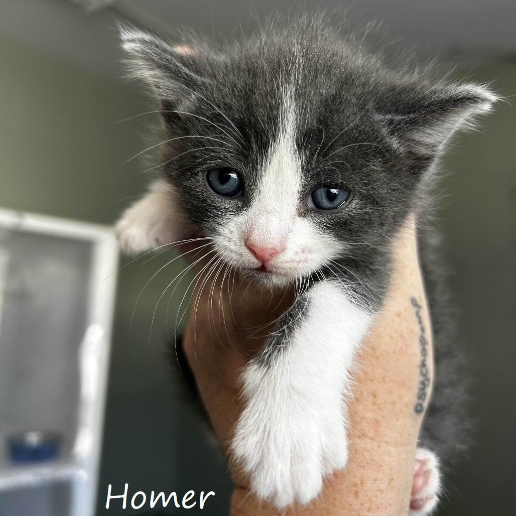 Enlarge Homer, a Adoptable Domestic Short Hair in Yucaipa, CA image 6/6