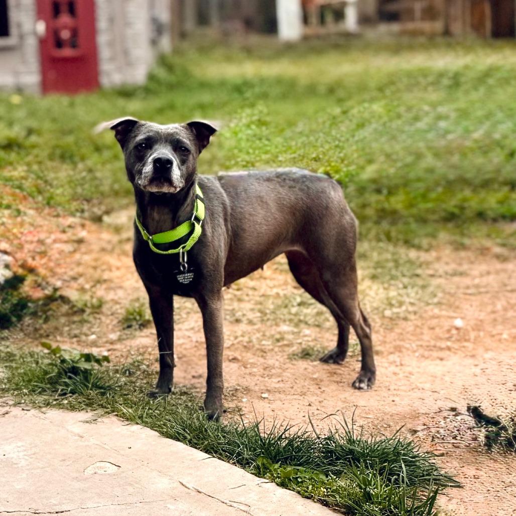 Prudence, Adoptable, Adult Female Whippet & Terrier.