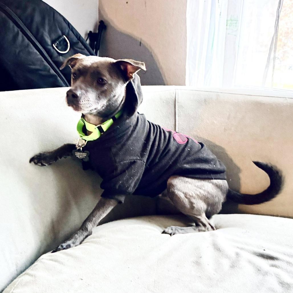 Prudence, Adoptable, Adult Female Italian Greyhound & Terrier.