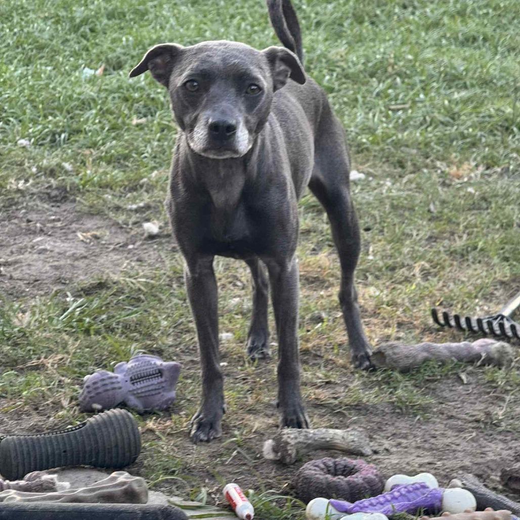 Prudence, Adoptable, Adult Female Italian Greyhound & Terrier.