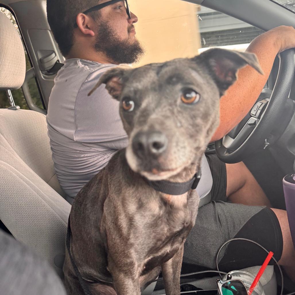 Prudence, a Adoptable mixed breed in Houston, TX image 2/4