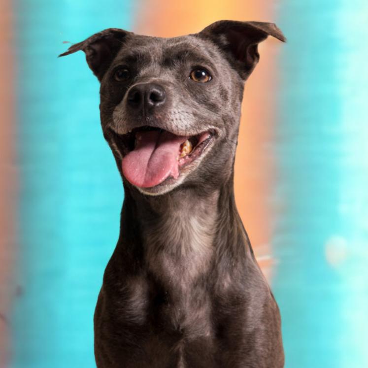 Prudence, a Adoptable mixed breed in Houston, TX image 4/4