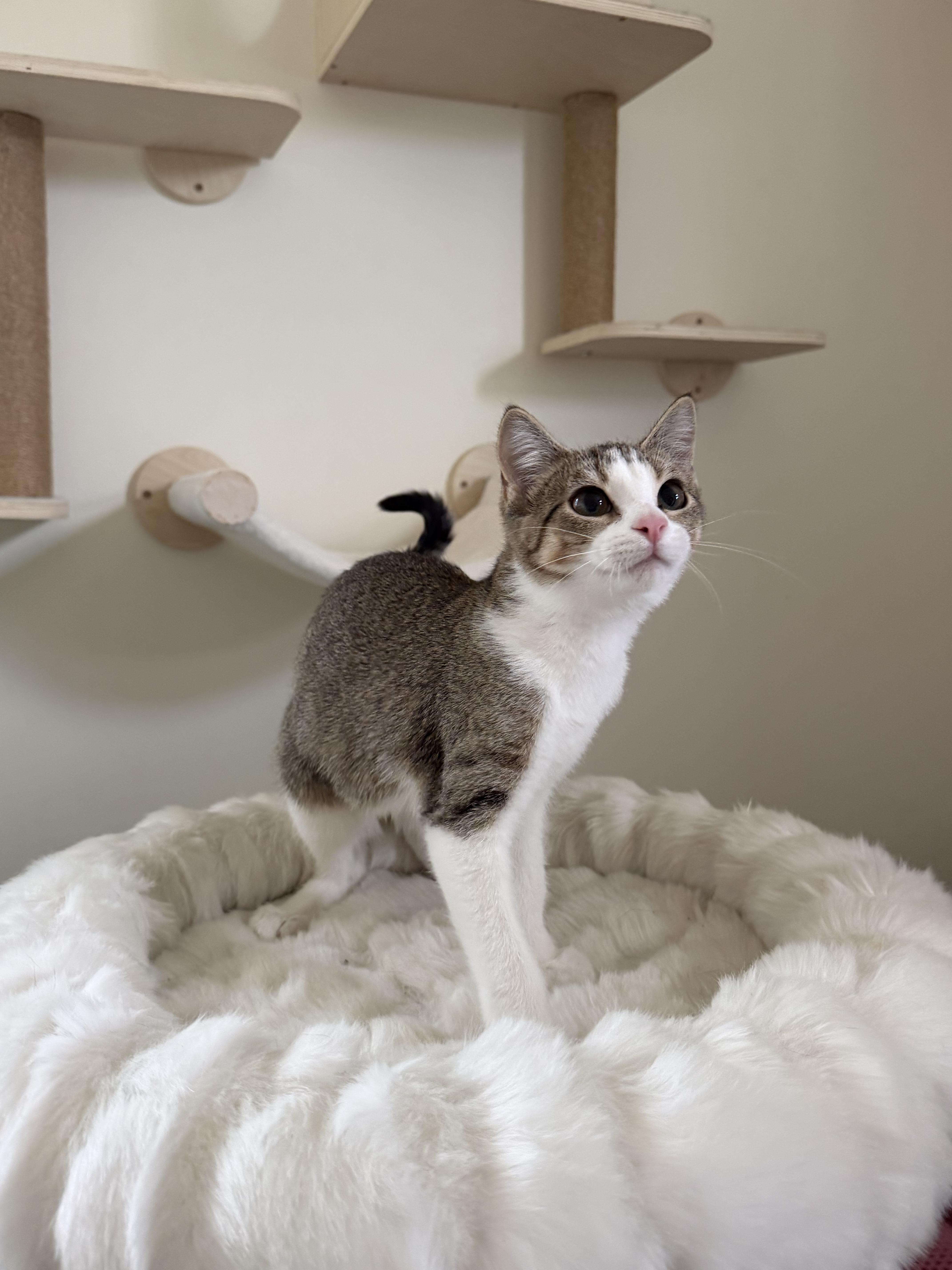 CAROLINA, a ADOPTABLE Domestic Short Hair in Chicago Ridge, IL image 3/5