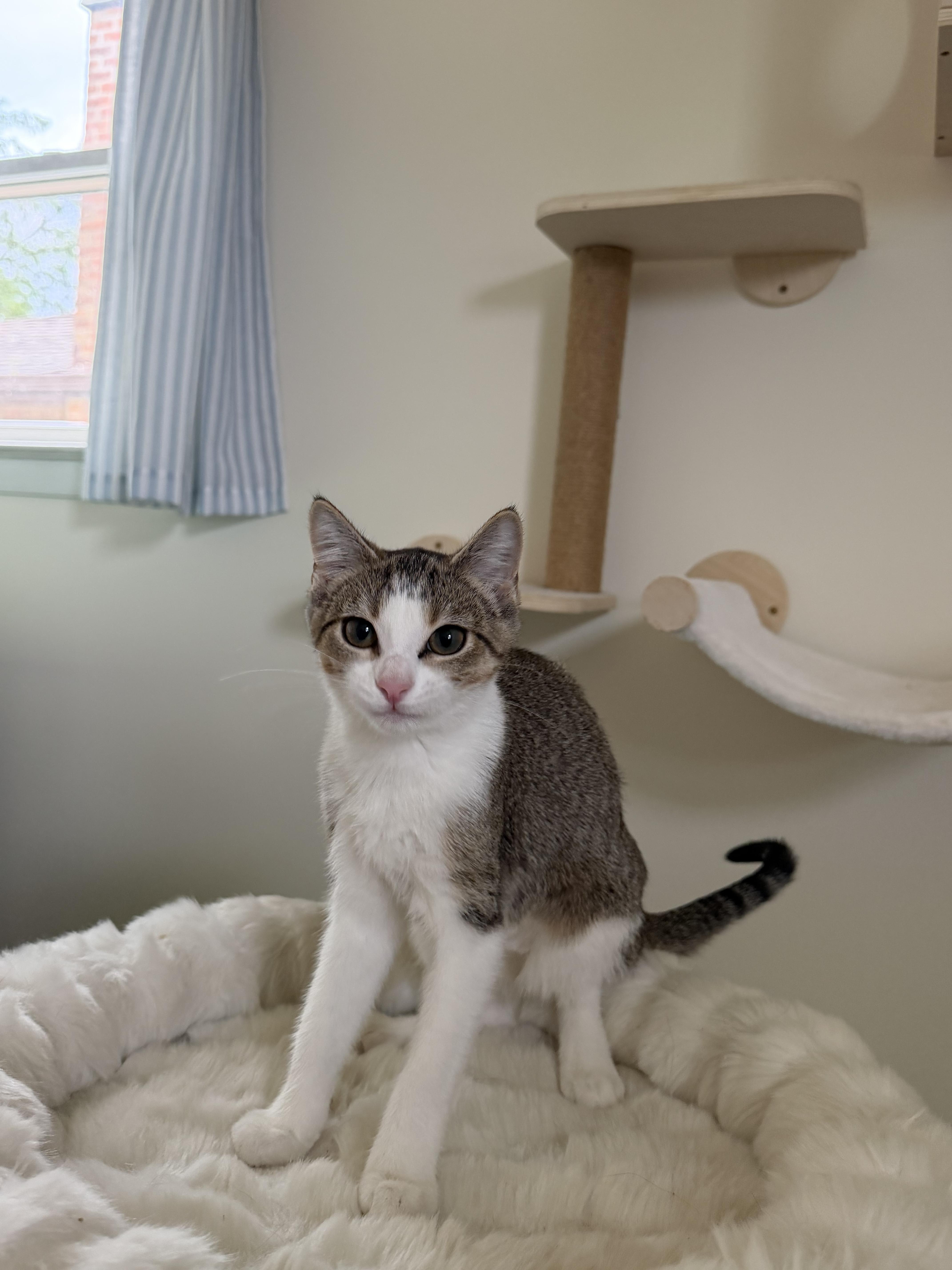 CAROLINA, a ADOPTABLE Domestic Short Hair in Chicago Ridge, IL image 5/5