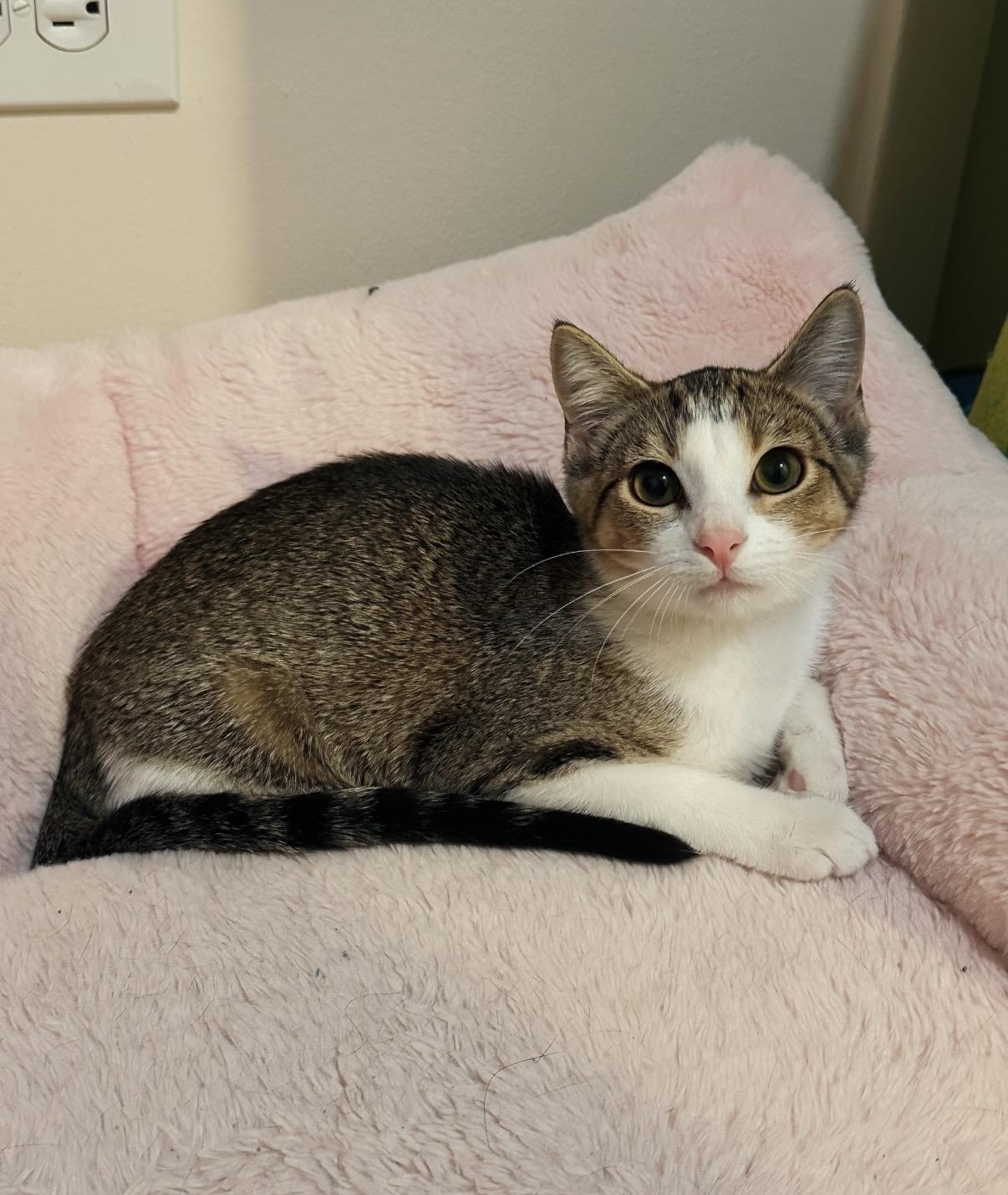 CAROLINA, ADOPTABLE, Young Female Domestic Short Hair.