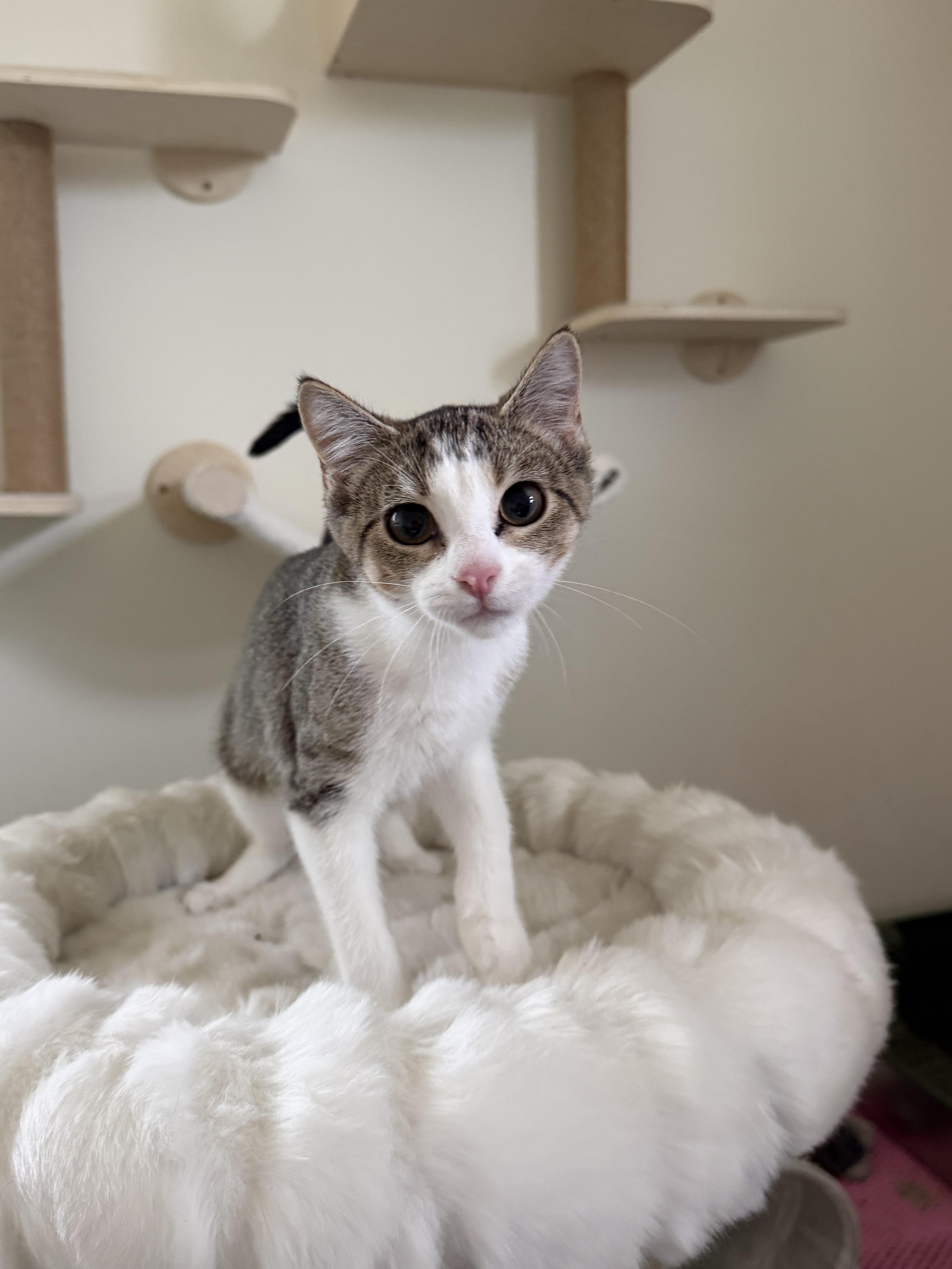 CAROLINA, a ADOPTABLE Domestic Short Hair in Chicago Ridge, IL image 4/5