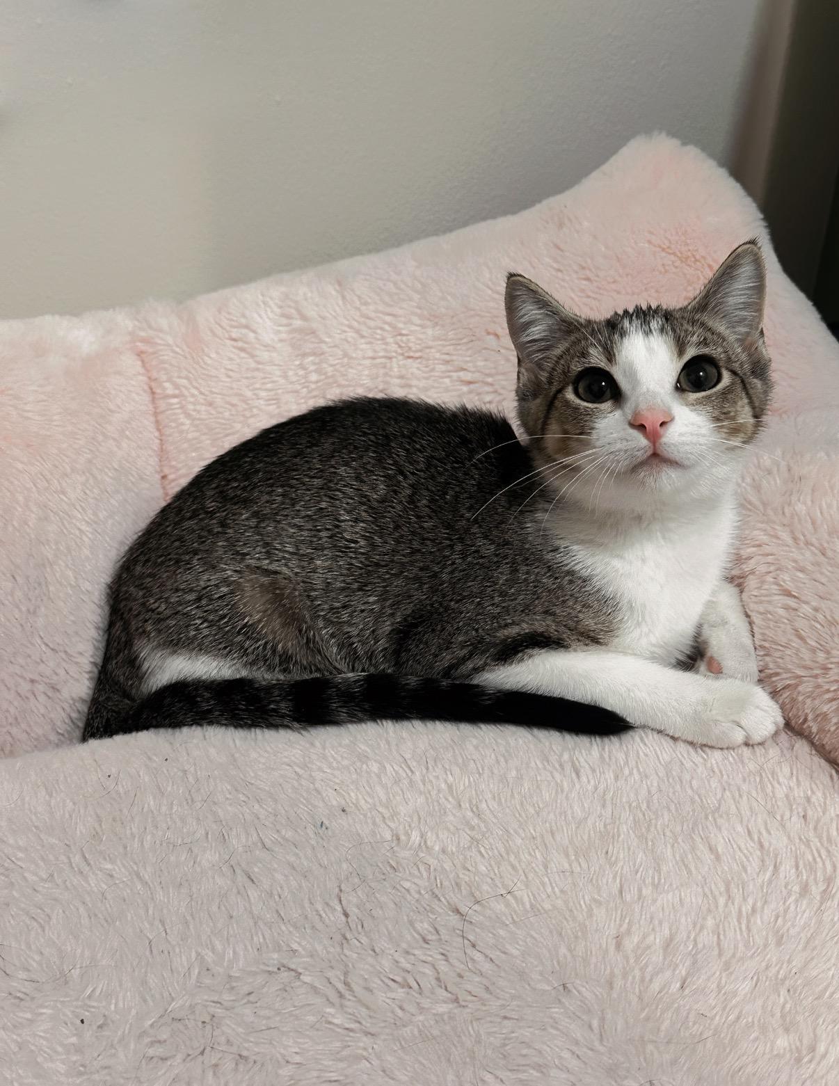 CAROLINA, a ADOPTABLE Domestic Short Hair in Chicago Ridge, IL image 2/5