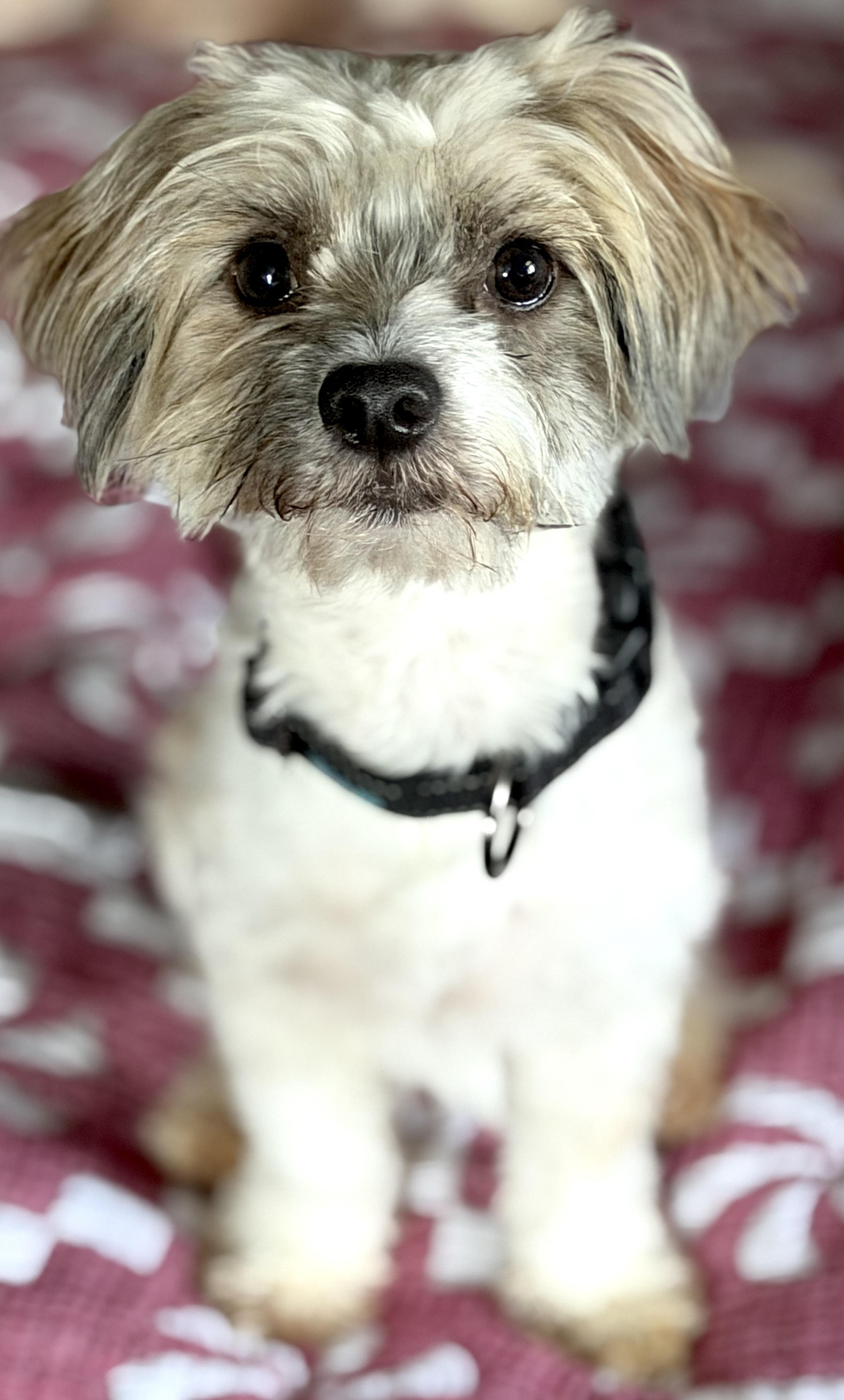 Enlarge Bluey, a Adoptable mixed breed in Yuba City, CA image 2/3