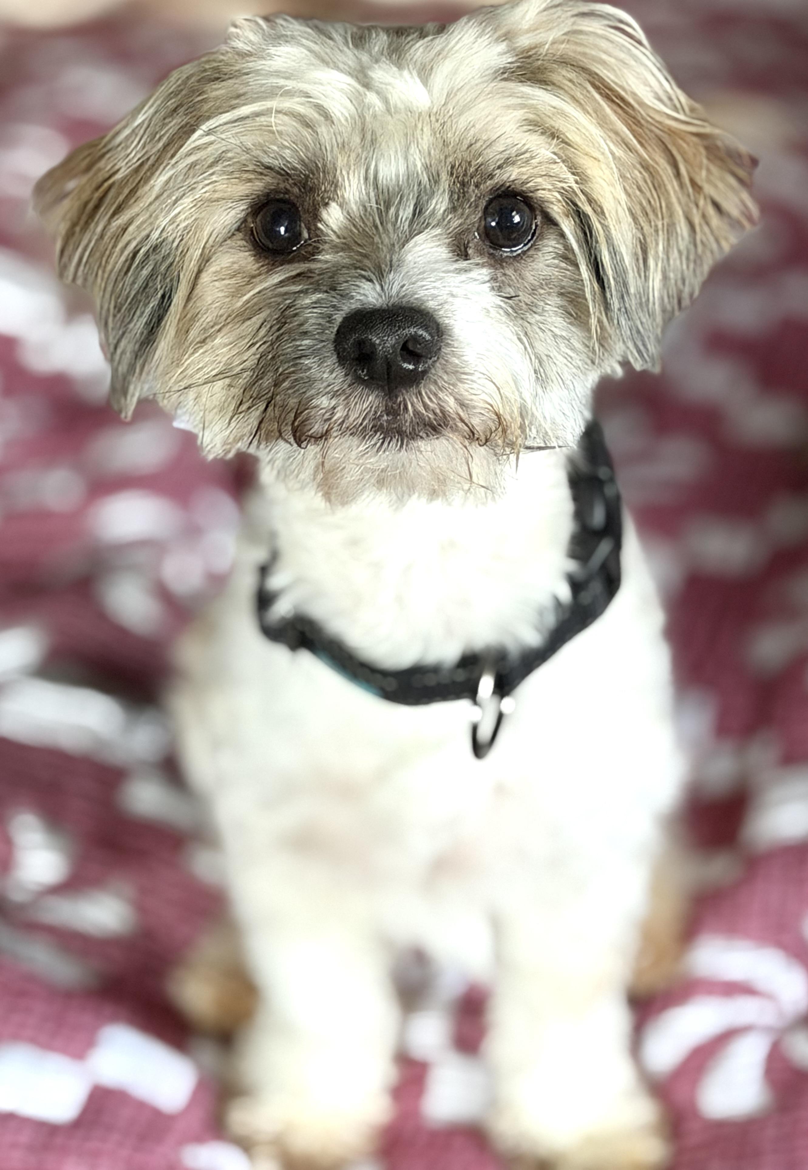Enlarge Bluey, a Adoptable mixed breed in Yuba City, CA image 3/3